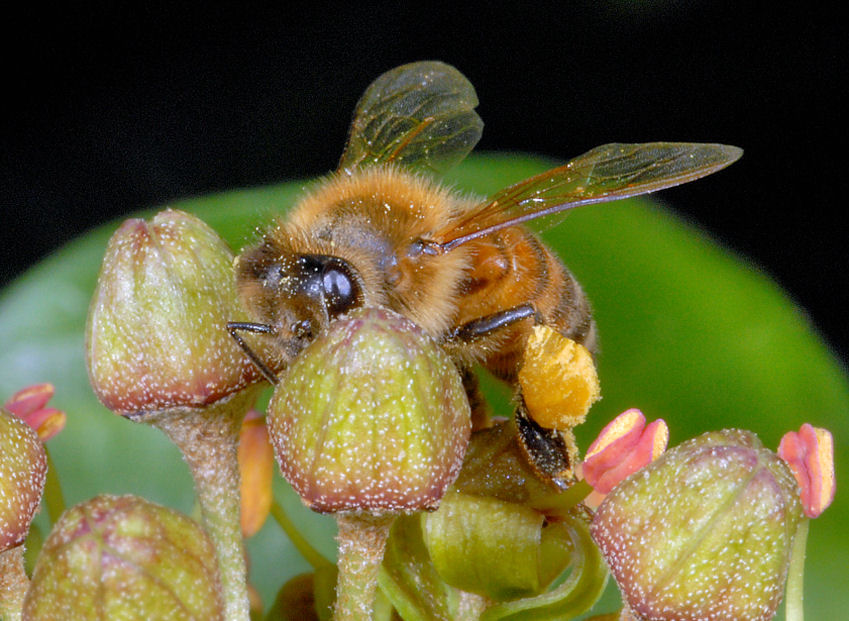 Le mie amiche api, sirfide e mosca